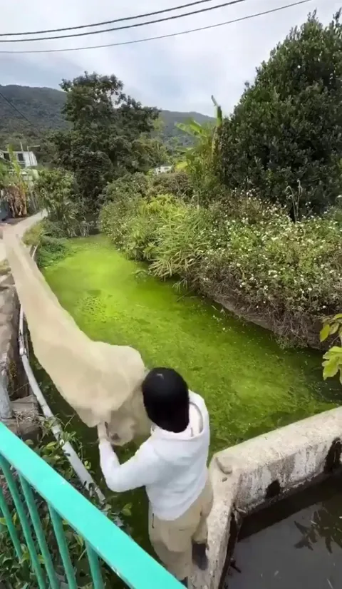 River-cleaning of algae.