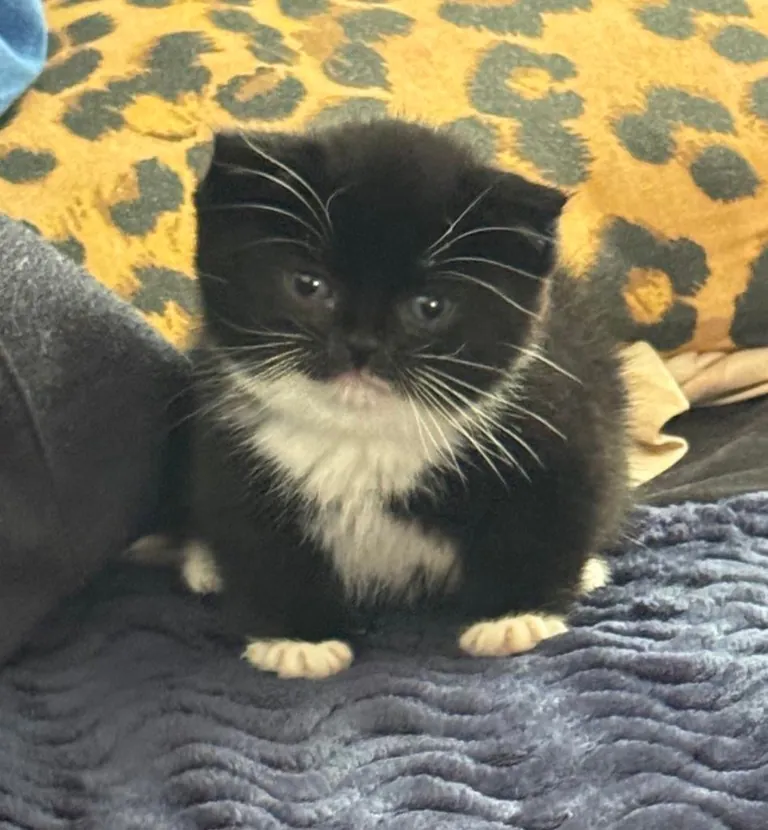 my tiny round girl!!!! cleo 🥰