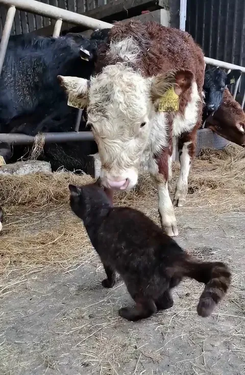 Smokey loves getting attention from calves! This is her with Sylvia.