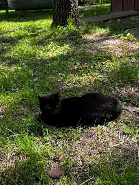 My Black Bobtailed Void