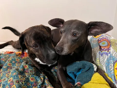 I was adopted 2 years ago today!