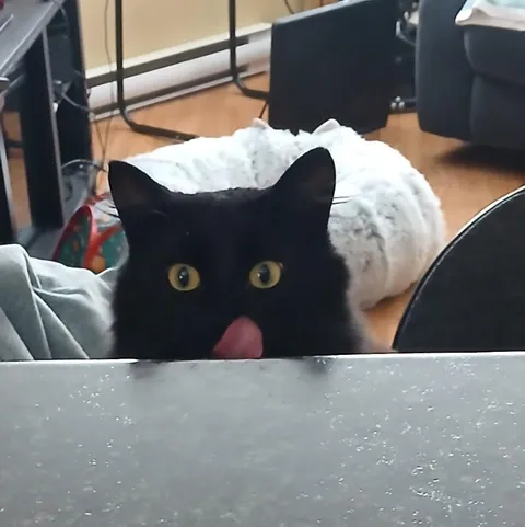 Someone smells chicken