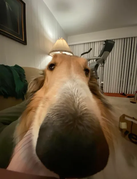 One of my favorite photos of my dog