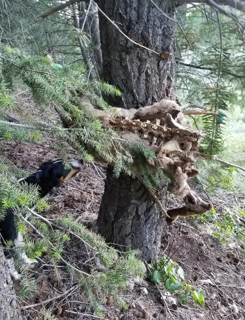 That deer was smashed by an avalanche