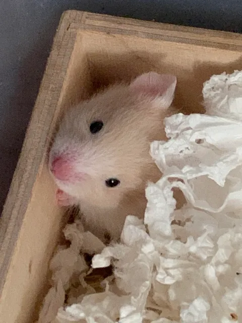 2.5 week old Syrian girl, her name is Hazel