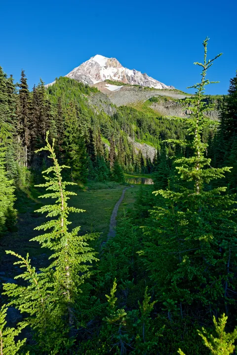 Trailway to heaven.  Mount Hood Wilderness, Oregon. [OC][2560x3840]