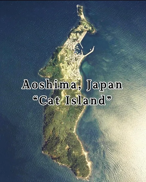 Cat island in japan, give it a scroll!