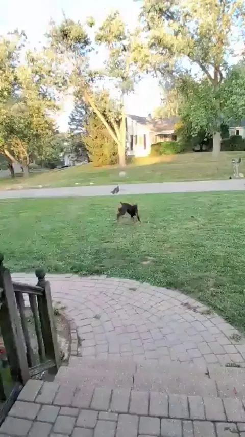 Wild turkey pulls up on Doberman