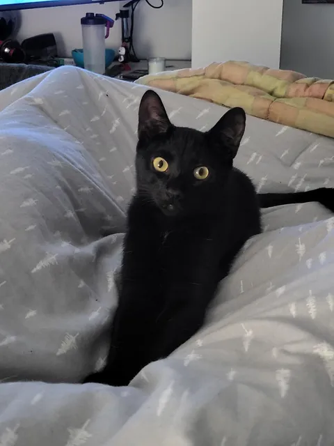 I got pumpkin a week ago, she's settling in well