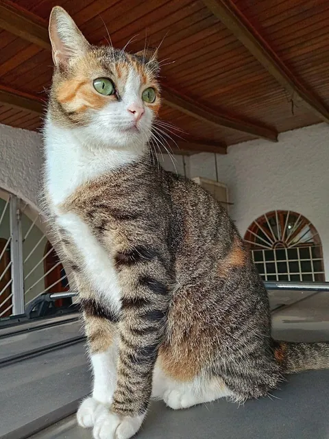 Photos of Pacha looking after the house