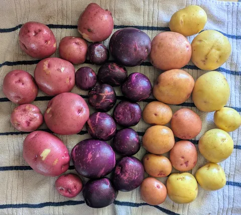 I'm so in love with my potatoes this year!