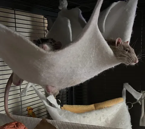 My dumb boys made a hole in their hammock to stick their nuts through