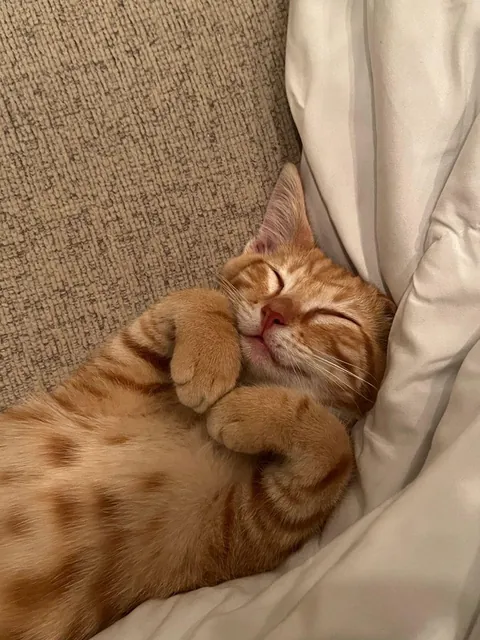 Looks like someone is dreaming about treats