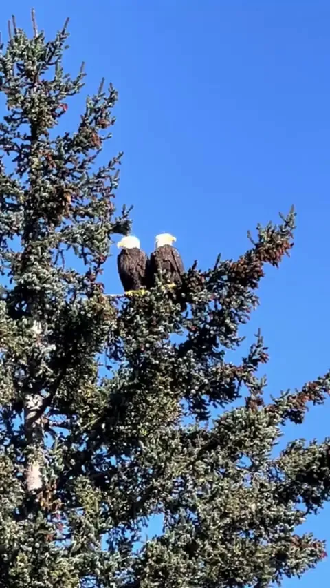 🔥 A bald eagle startling its mate with a sneeze