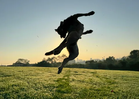 This is my little potato Hector. He loves to say hi to everyone in the park and hardware shop.