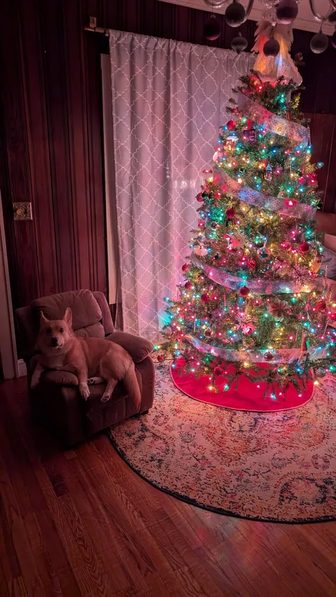 PsBattle: Comfy Christmas Corgi