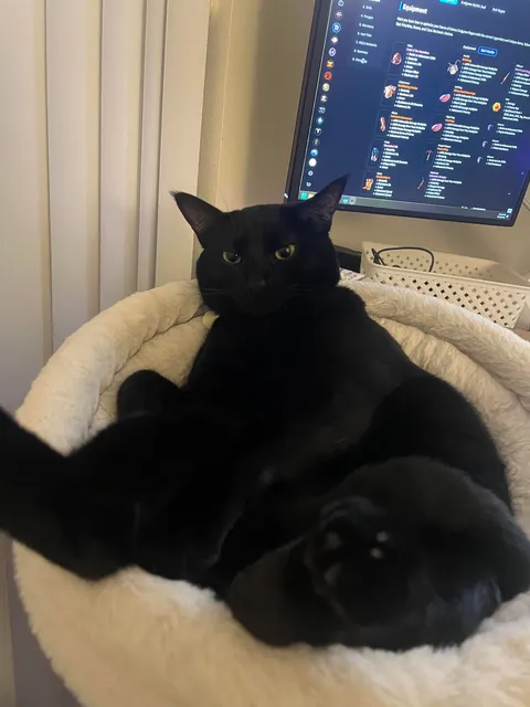 my gamer buddy