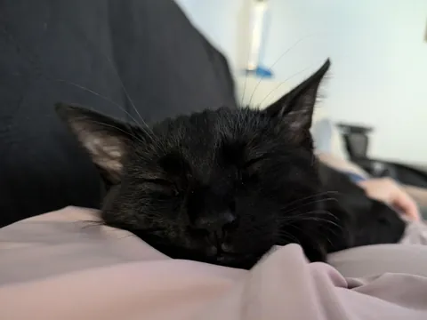 Lost Without My Pixie