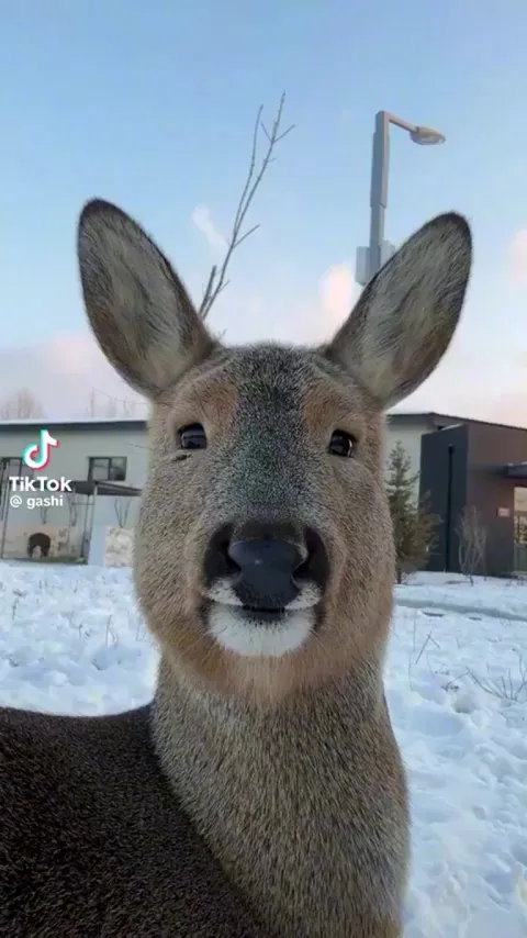 He sort of reminds me of Ryan Renolds