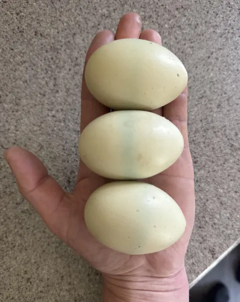 My hen’s eggs have had a hyper-pigmented line across them for the last 3 days.