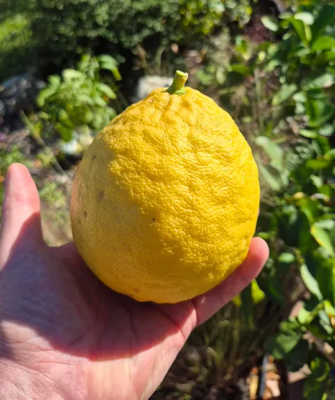 Lemons Before and After