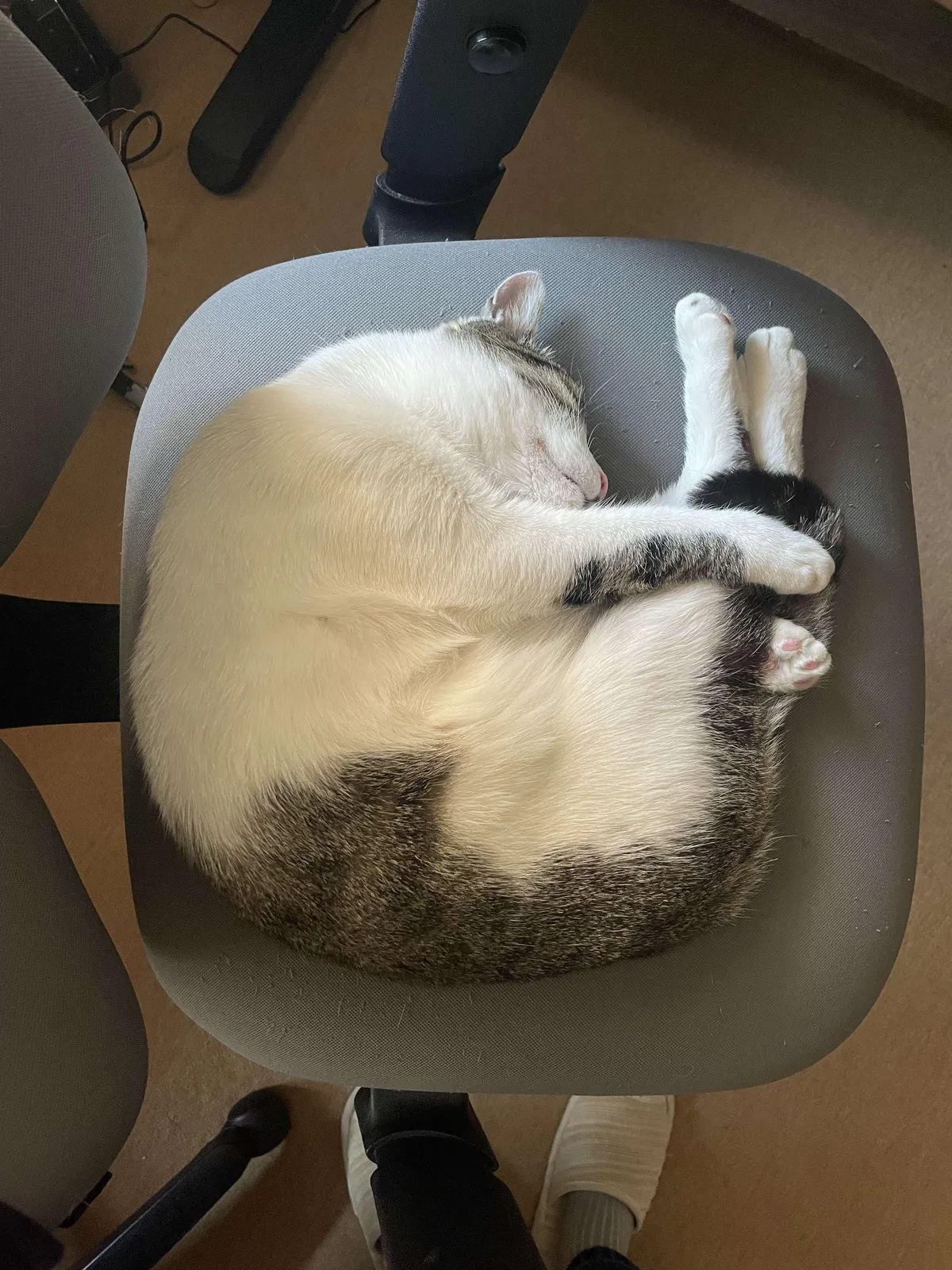 My cat sleeps in a Olympic diving position