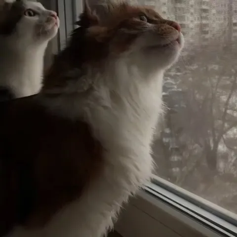 Every time they see birds or a fly