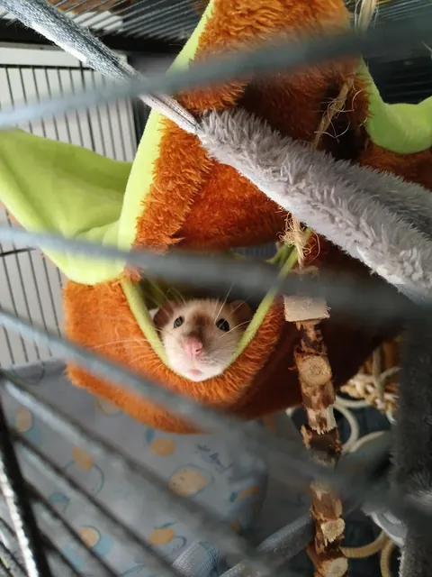 Shame her, scratched my eye