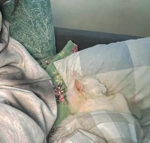 When he’s not tucked in bed, he uses his own tail as a blanket.