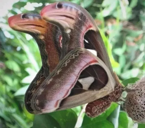Attacus Atlas, the amazing butterfly disguised as a snake and is considered the largest butterfly in the world.