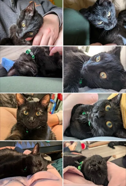 Lost Without My Pixie