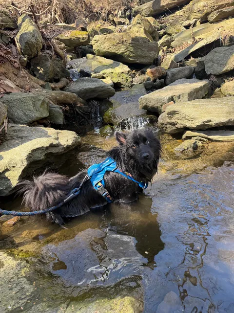 How it started -> How it’s going! Blessed to have found my best friend and adventure partner in a crowded rescue.