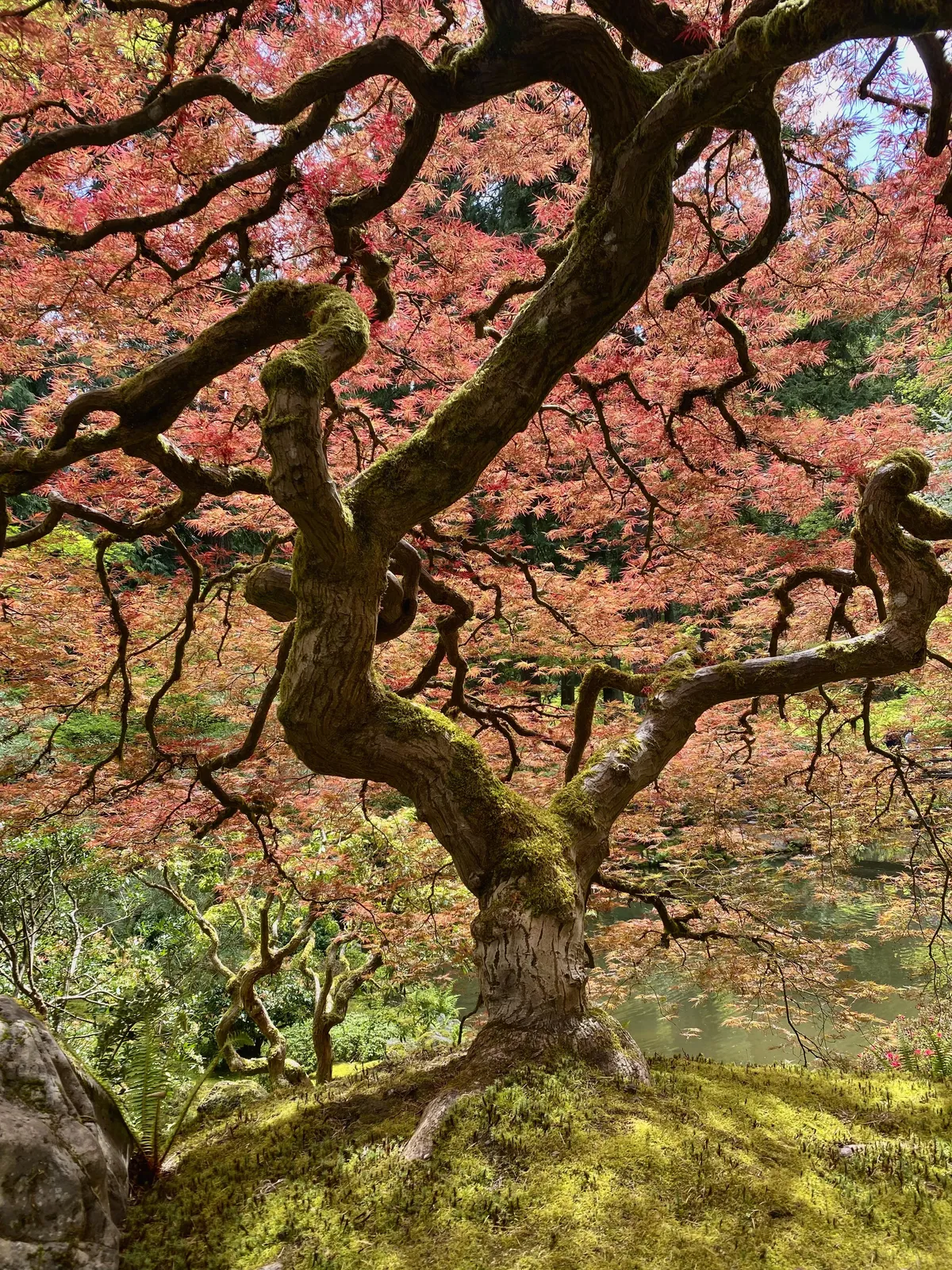 Japanese Maple