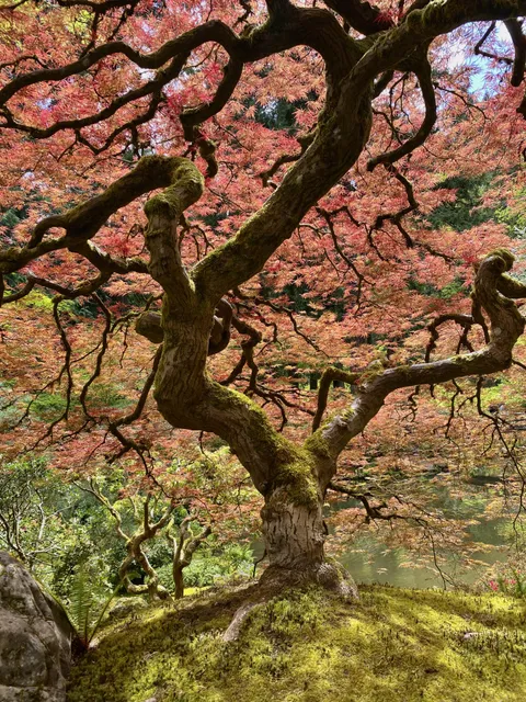 Japanese Maple