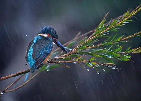 Common kingfisher in pouring rain