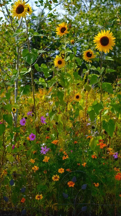 Love me a September stroll through the gardens
