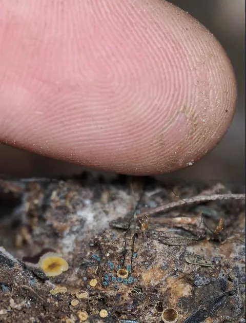 New Zealand photographer takes stunning photos of tiny mushrooms