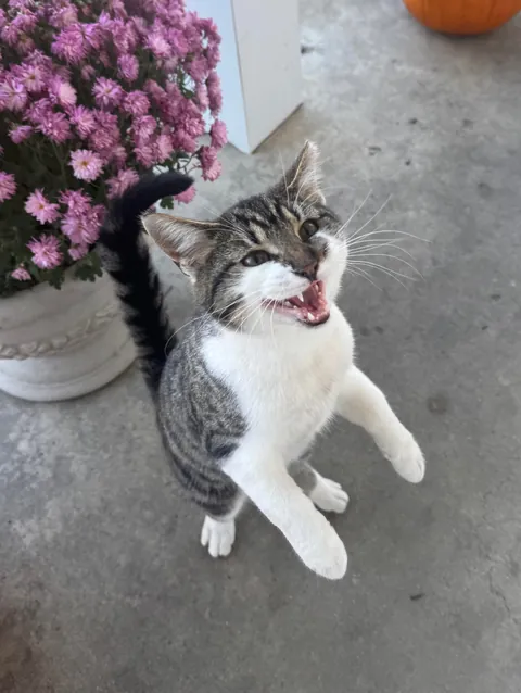 Cat showed up at my house and won’t leave