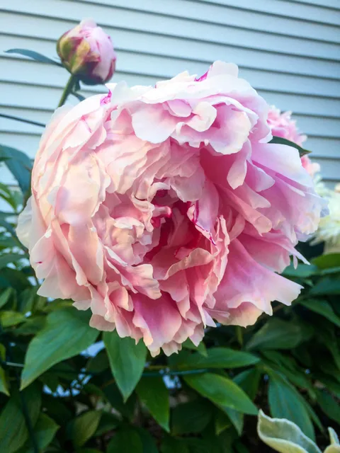 Transplanted a bit of my late grandmother’s 50 year old peony to my own yard, 300 miles away. I think it’s adjusting just fine.