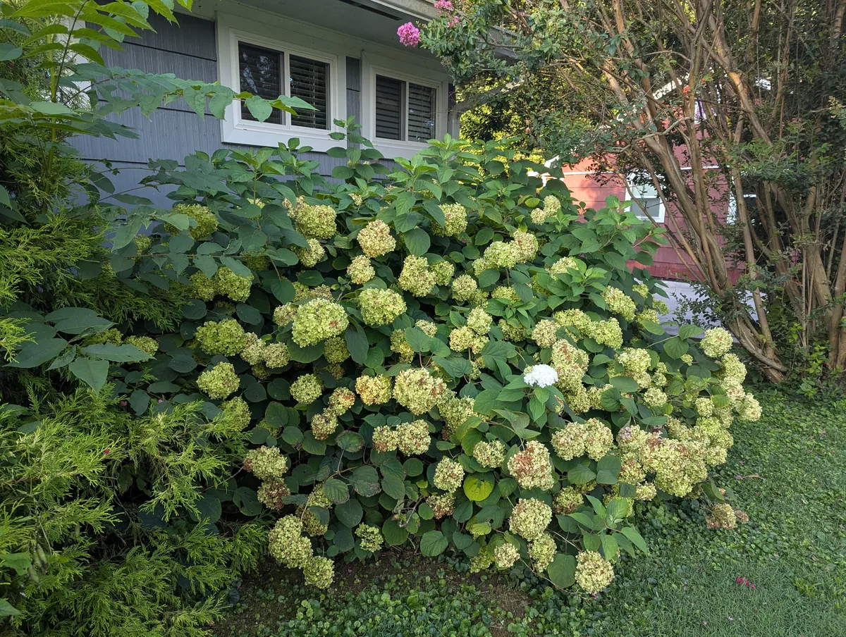 Just wanted to share some pics