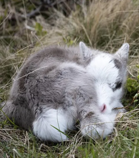 🔥 A sleepy reindeer calf