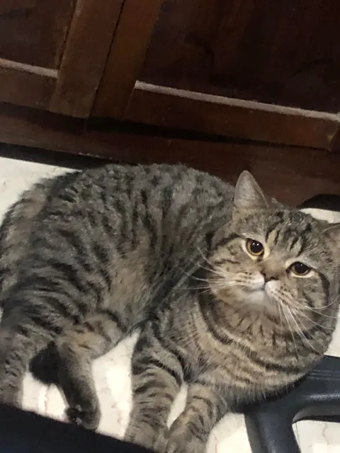 Big chunky lium loves watching me