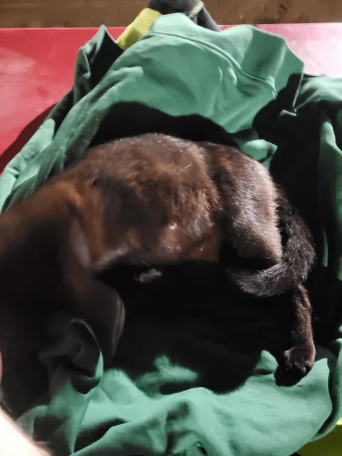 1 year with since I brought this girl home, pregnant with 5 kittens