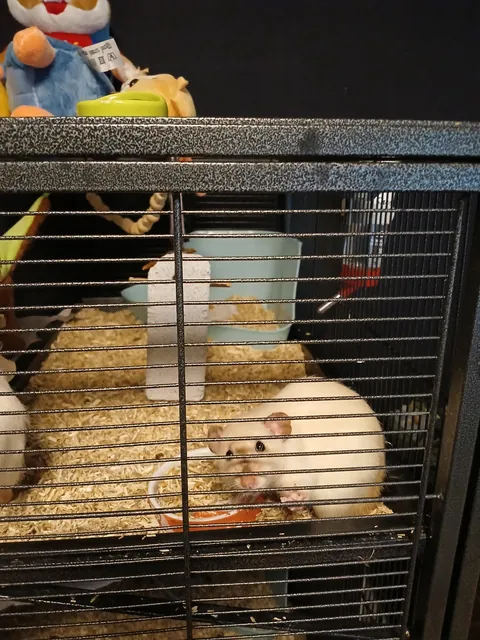 Shame her, scratched my eye