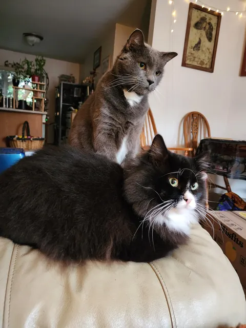 My mom sewed me a pillow with my kitties on it