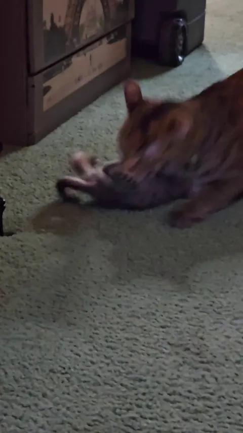 Well... foster fail it is I guess... 