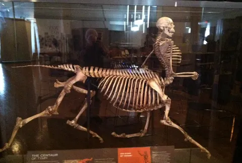 Centaur Skeleton