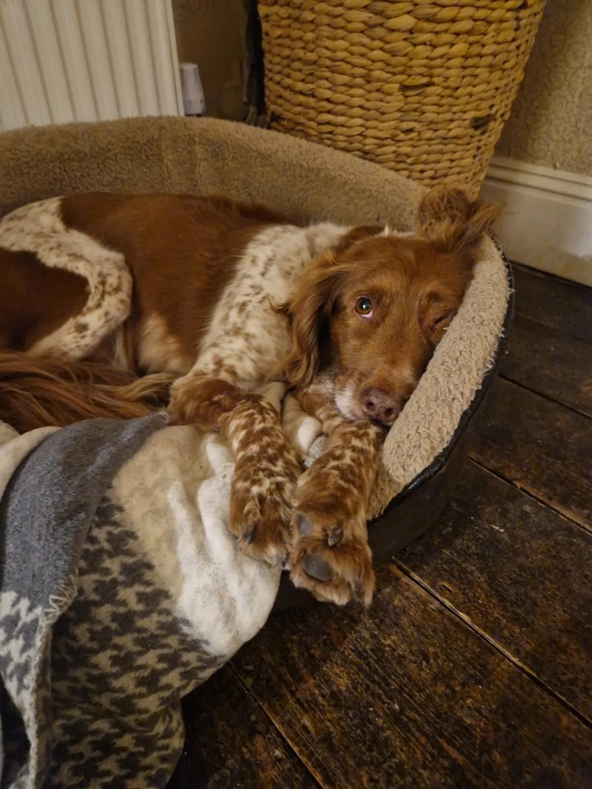 Benji is the gooddest pupperino