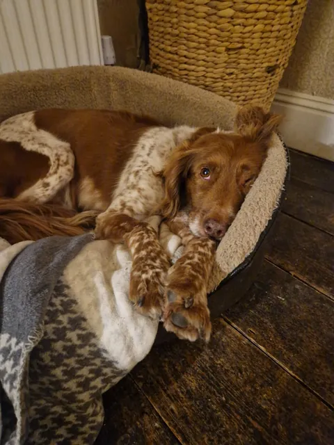 Benji is the gooddest pupperino