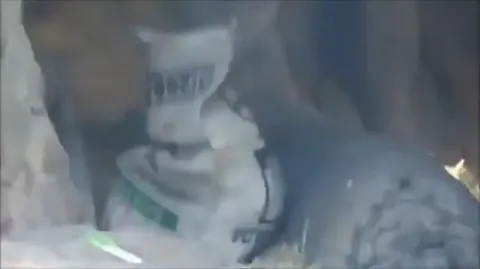 Two female gorillas helps their naughty young sibling brother who got stuck inside a sack.